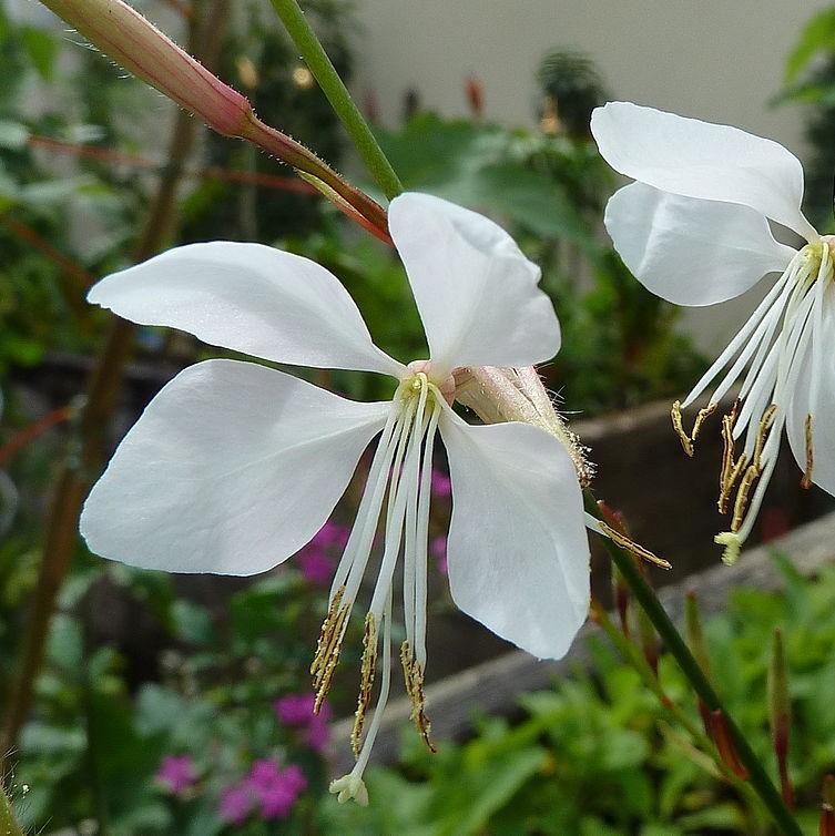 Gaura lindheimeri 'KLEGL14844' ~ Belleza® White Gaura-ServeScape