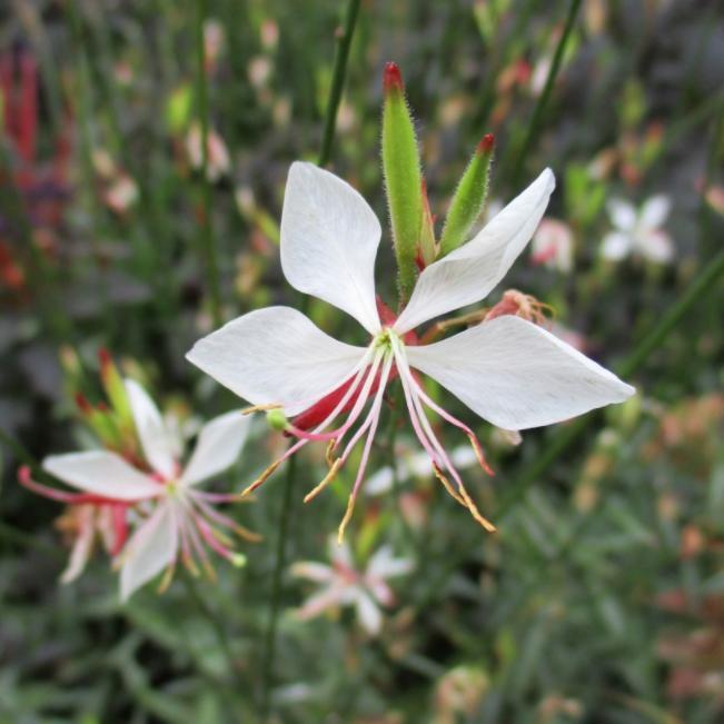 Gaura lindheimeri 'KLEGL14844' ~ Belleza® White Gaura - Delivered By ServeScape