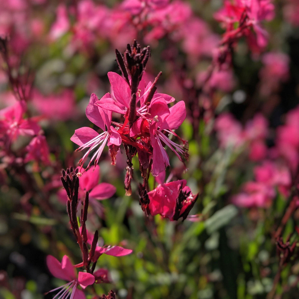 Gaura lindheimeri 'Kleau 04263' ~ Belleza™ Dark Pink Gaura-ServeScape