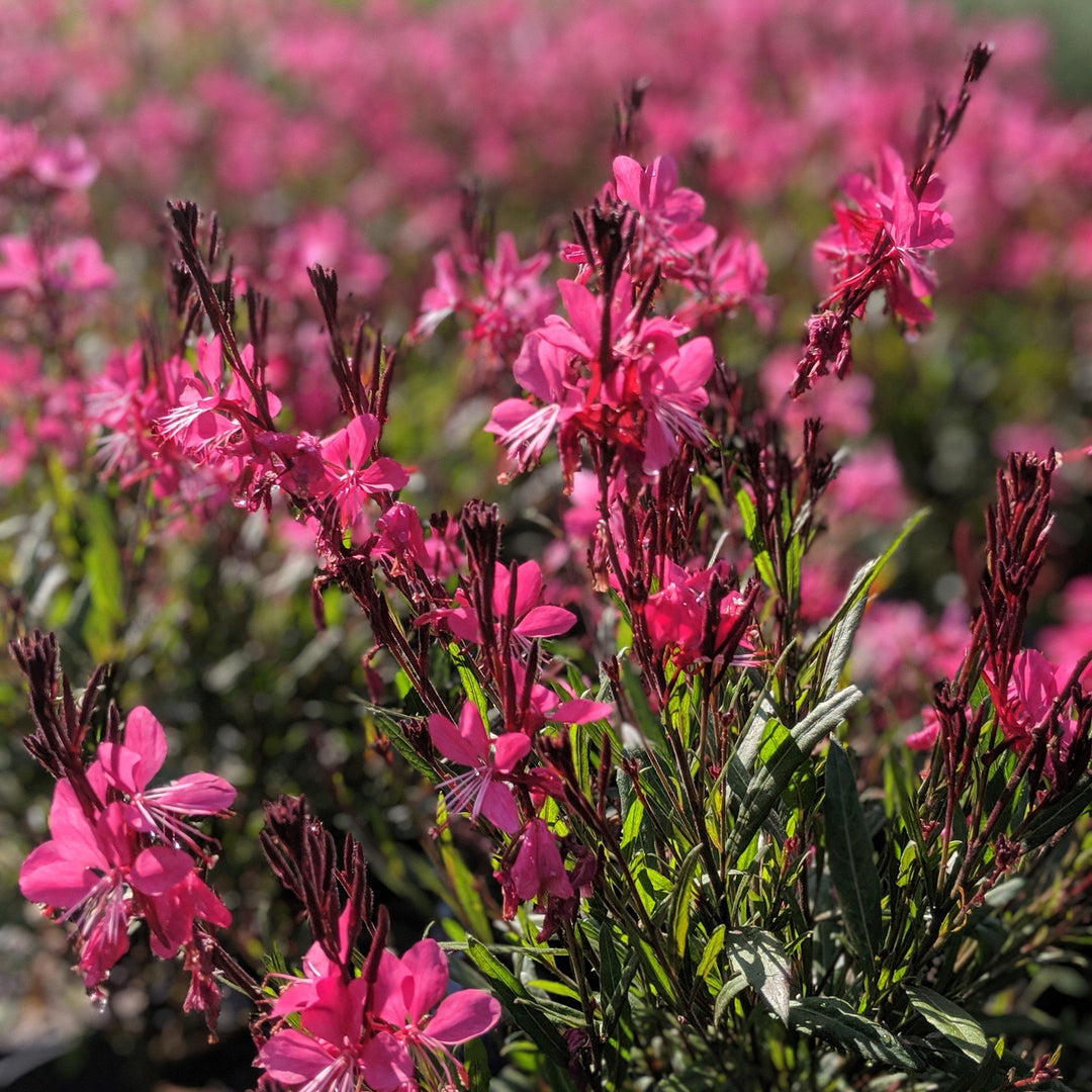 Gaura lindheimeri 'Kleau 04263' ~ Belleza™ Dark Pink Gaura-ServeScape