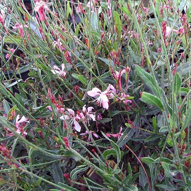 Gaura lindheimeri 'Siskiyou Pink' ~ Siskiyou Pink Gaura - Delivered By ServeScape