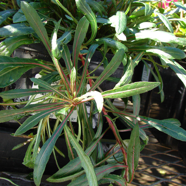 Gaura lindheimeri 'Siskiyou Pink' ~ Siskiyou Pink Gaura-ServeScape