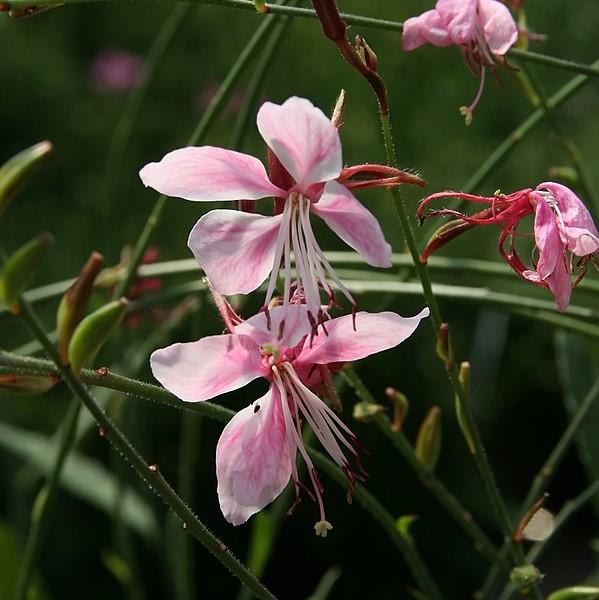 Gaura lindheimeri 'Siskiyou Pink' ~ Siskiyou Pink Gaura-ServeScape