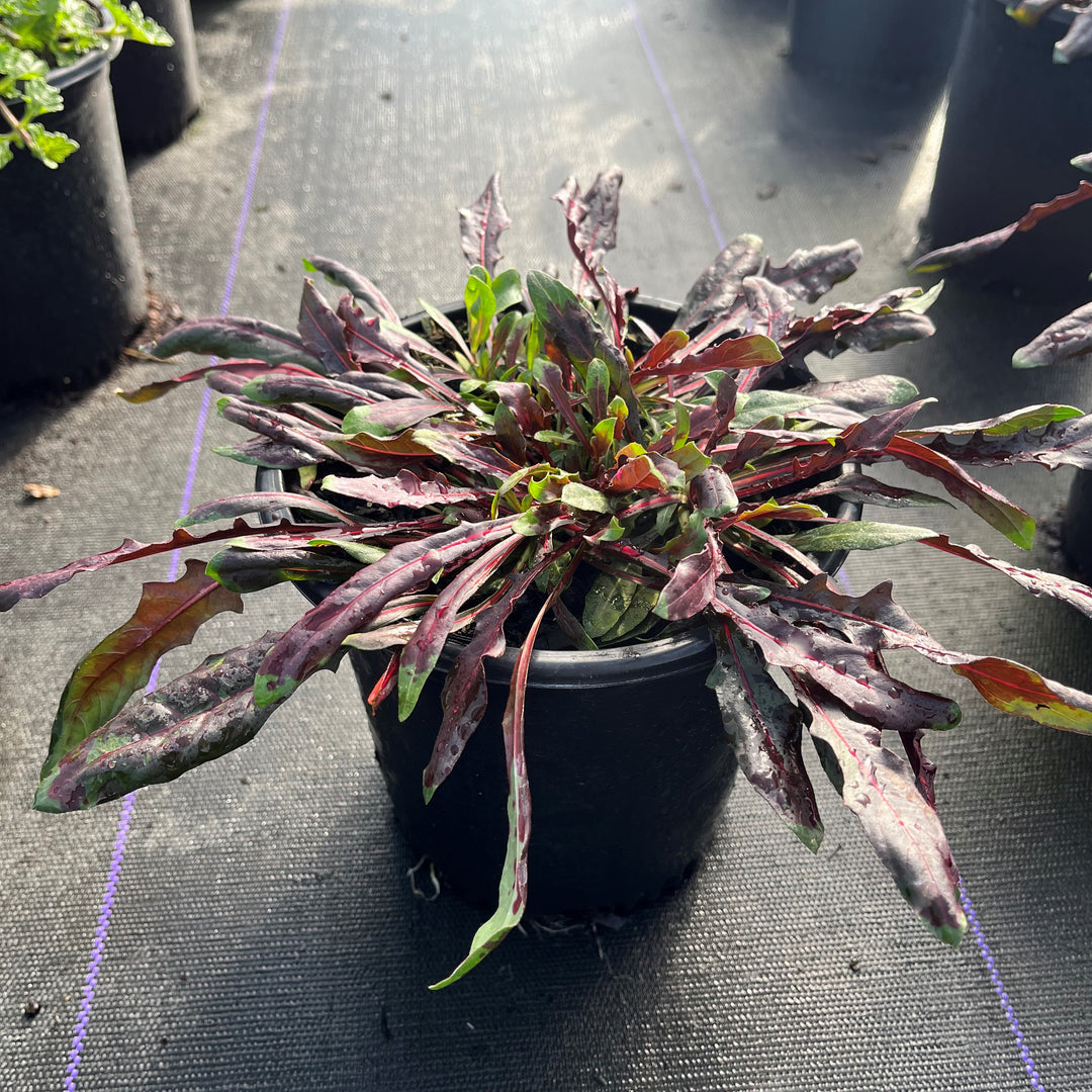 Gaura 'Rosy Jane' PP22290 ~ Rosy Jane Gaura-ServeScape