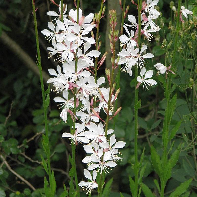Gaura lindheimeri 'Baltincite' ~ Ballerina™ White Gaura-ServeScape