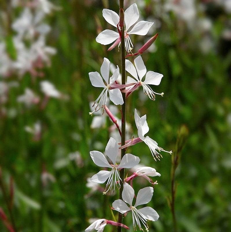 Gaura lindheimeri 'Baltincite' ~ Ballerina™ White Gaura-ServeScape