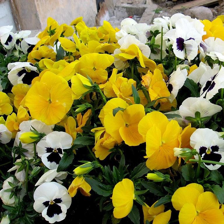 Viola x wittrockiana 'Inspire DeluXXe Yellow' ~ Inspire DeluXXe® Yellow Pansy-ServeScape