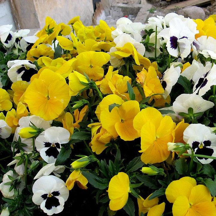 Viola x wittrockiana 'Inspire DeluXXe Yellow' ~ Inspire DeluXXe® Yellow Pansy-ServeScape