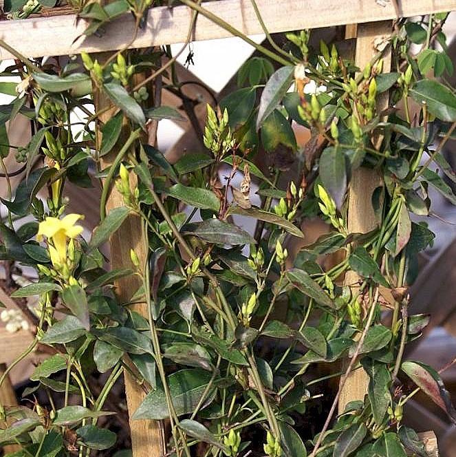 Gelsemium rankinii ~ Swamp Jessamine-ServeScape
