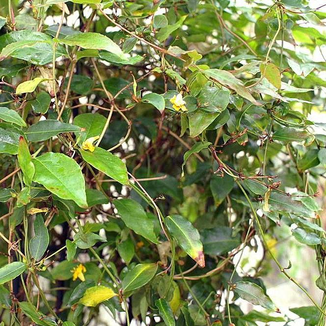 Gelsemium rankinii ~ Swamp Jessamine-ServeScape