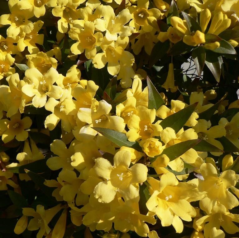 Gelsemium sempervirens ~ Carolina Jessamine-ServeScape