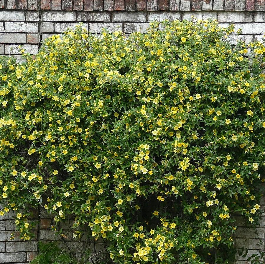 Gelsemium sempervirens ~ Carolina Jessamine-ServeScape