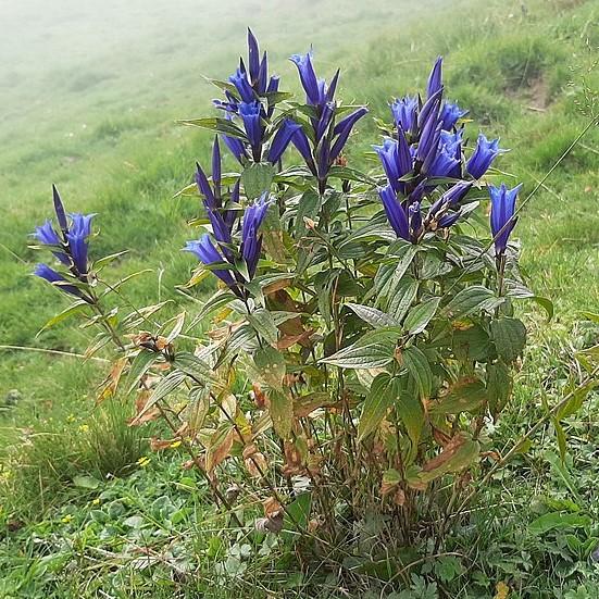 Gentiana 'True Blue' ~ True Blue Gentian-ServeScape