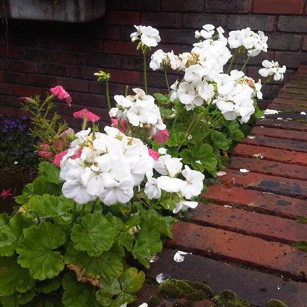 Pelargonium × hortorum 'Rocky Mountain White' ~ Rocky Mountain™ White Zonal Geranium-ServeScape
