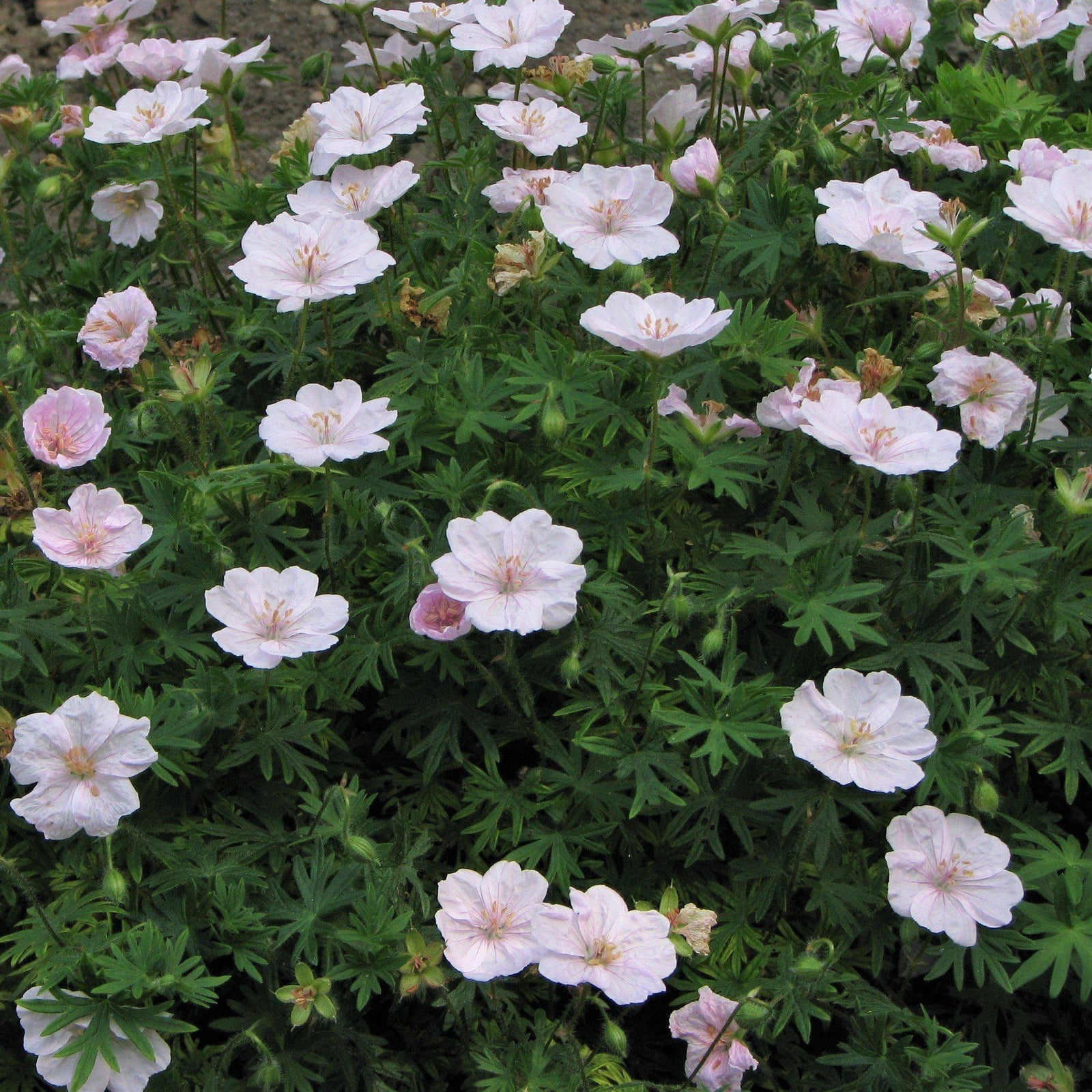 Geranium 'Lancastriense' ~ Lancastriense Cranesbill - Delivered By ServeScape