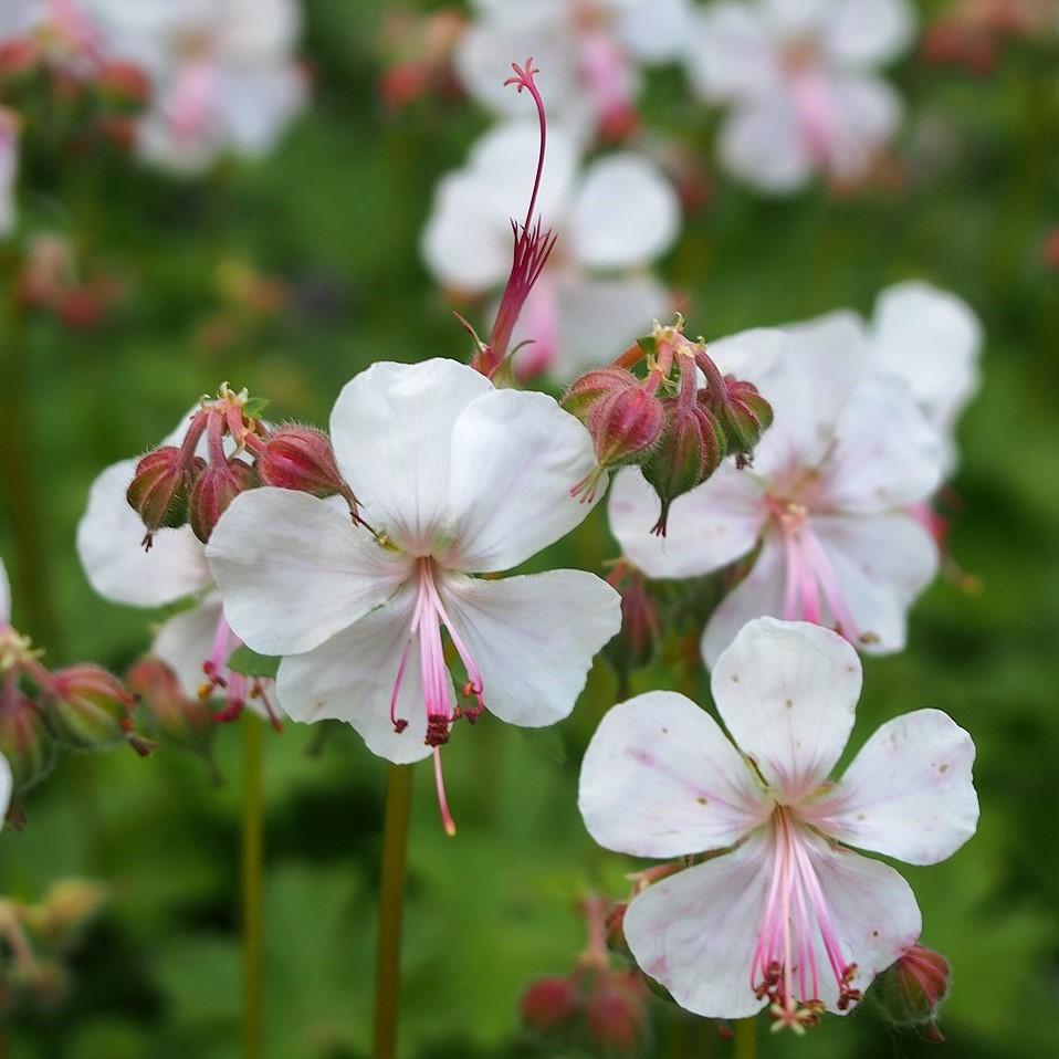 Geranium cantabrigiense 'Biokovo' ~ Biokovo Cranesbill-ServeScape