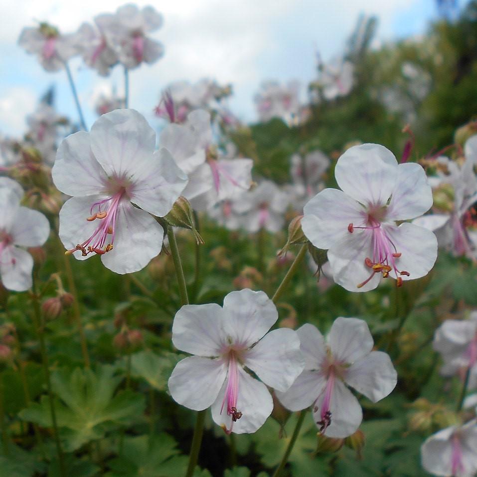 Geranium cantabrigiense 'Biokovo' ~ Biokovo Cranesbill-ServeScape