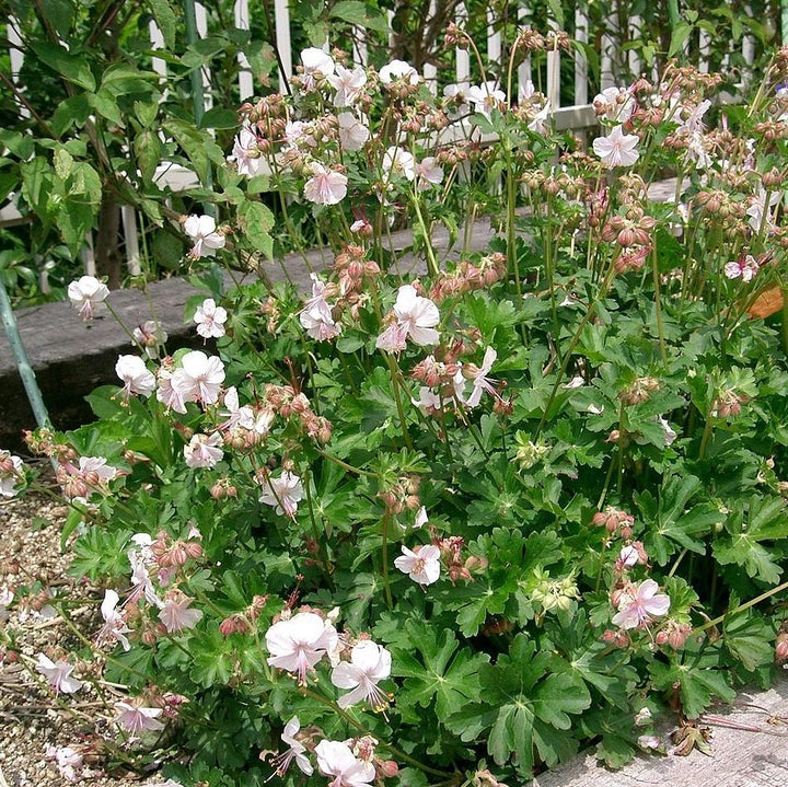 Geranium cantabrigiense 'Biokovo' ~ Biokovo Cranesbill-ServeScape