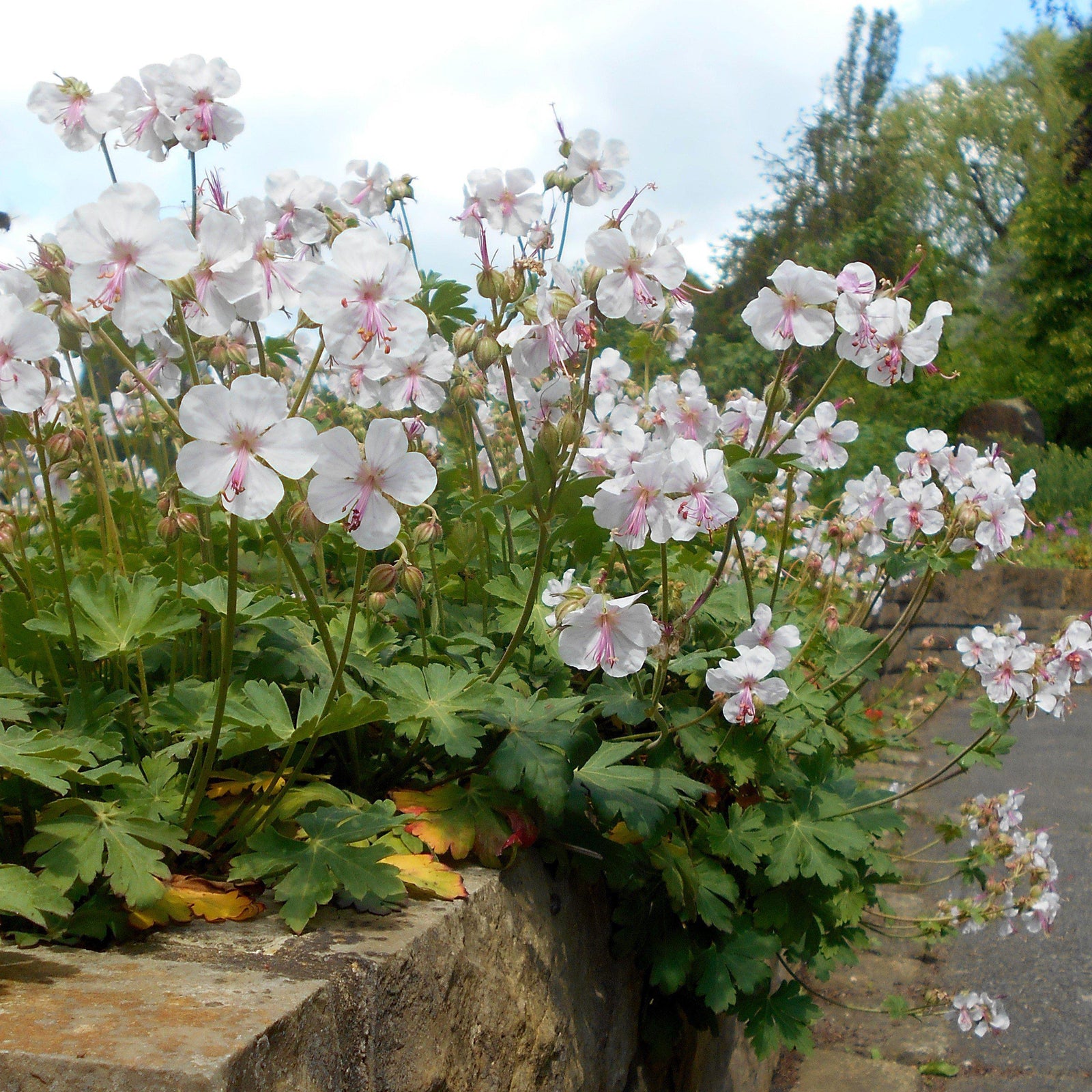 Geranium cantabrigiense 'Biokovo' ~ Biokovo Cranesbill - Delivered By ServeScape