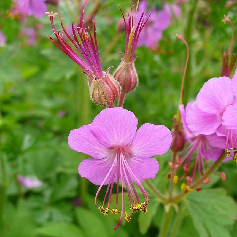 Geranium macrorrhizum 'Bevan's Variety' ~ Bevan's Variety Bigroot Cranesbill-ServeScape