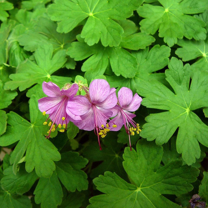 Geranium macrorrhizum 'Bevan's Variety' ~ Bevan's Variety Bigroot Cranesbill-ServeScape