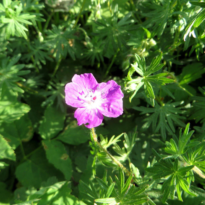 Geranium macrorrhizum 'Bevan's Variety' ~ Bevan's Variety Bigroot Cranesbill - Delivered By ServeScape