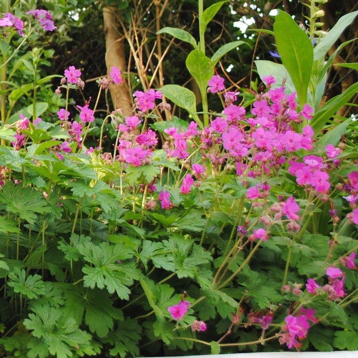 Geranium macrorrhizum 'Bevan's Variety' ~ Bevan's Variety Bigroot Cranesbill-ServeScape