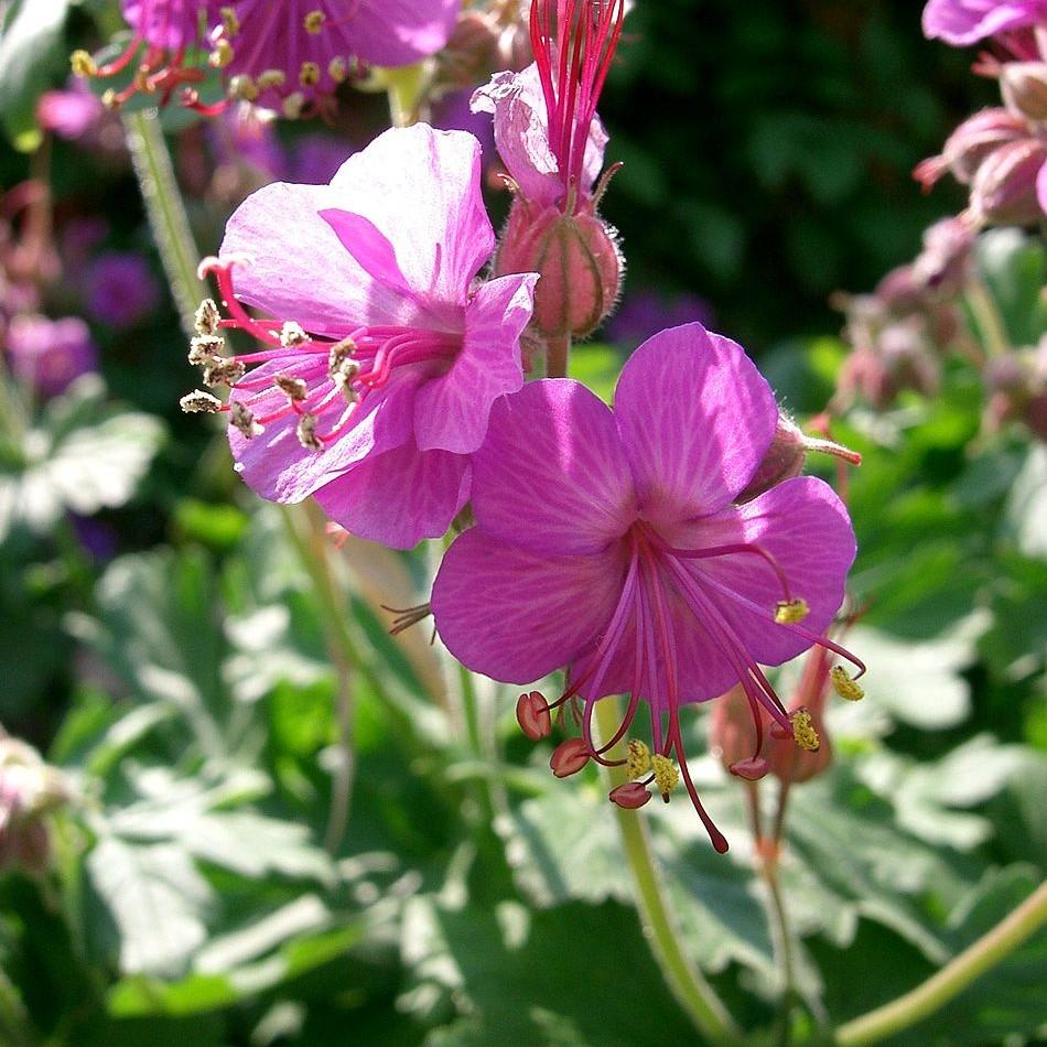 Geranium macrorrhizum 'Bevan's Variety' ~ Bevan's Variety Bigroot Cranesbill-ServeScape