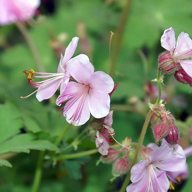 Geranium macrorrhizum 'Ingwersen's Variety' ~ Ingwersen's Variety Bigroot Cranesbill-ServeScape
