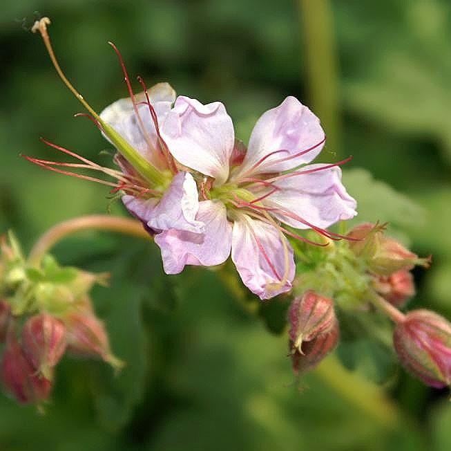 Geranium macrorrhizum 'Ingwersen's Variety' ~ Ingwersen's Variety Bigroot Cranesbill-ServeScape
