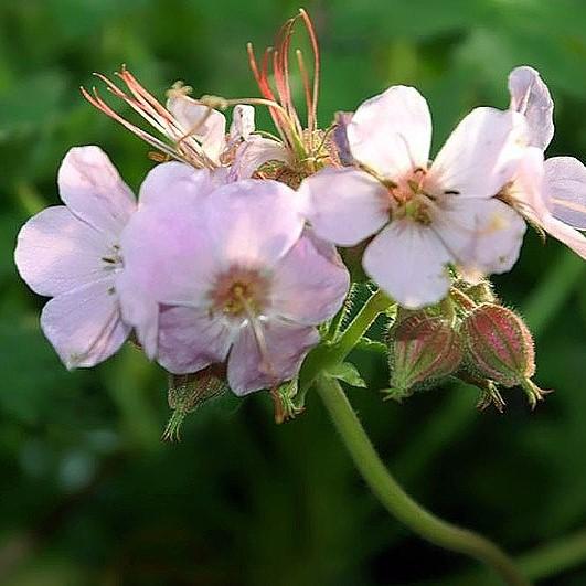 Geranium macrorrhizum 'Ingwersen's Variety' ~ Ingwersen's Variety Bigroot Cranesbill-ServeScape