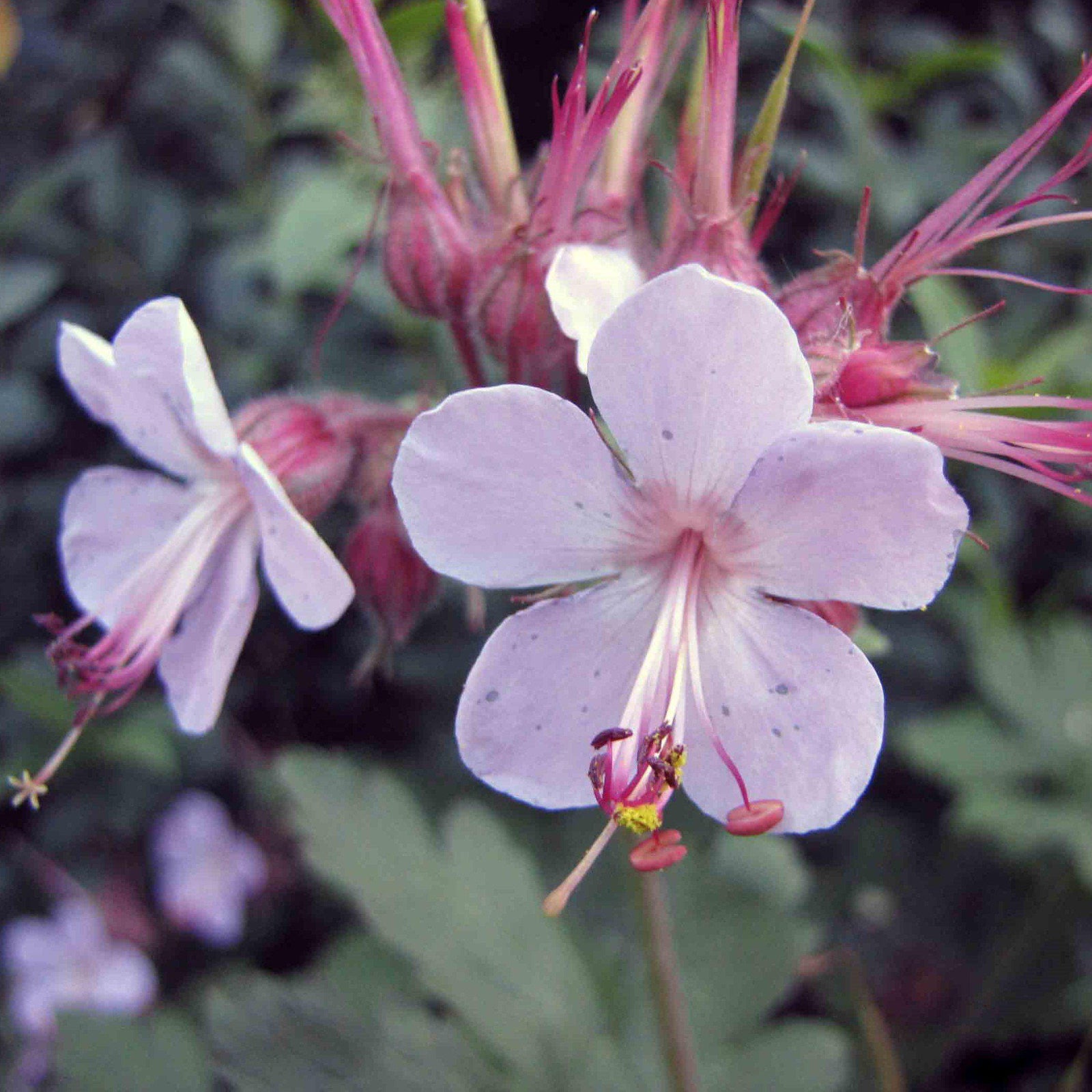 Geranium macrorrhizum 'Ingwersen's Variety' ~ Ingwersen's Variety Bigroot Cranesbill - Delivered By ServeScape