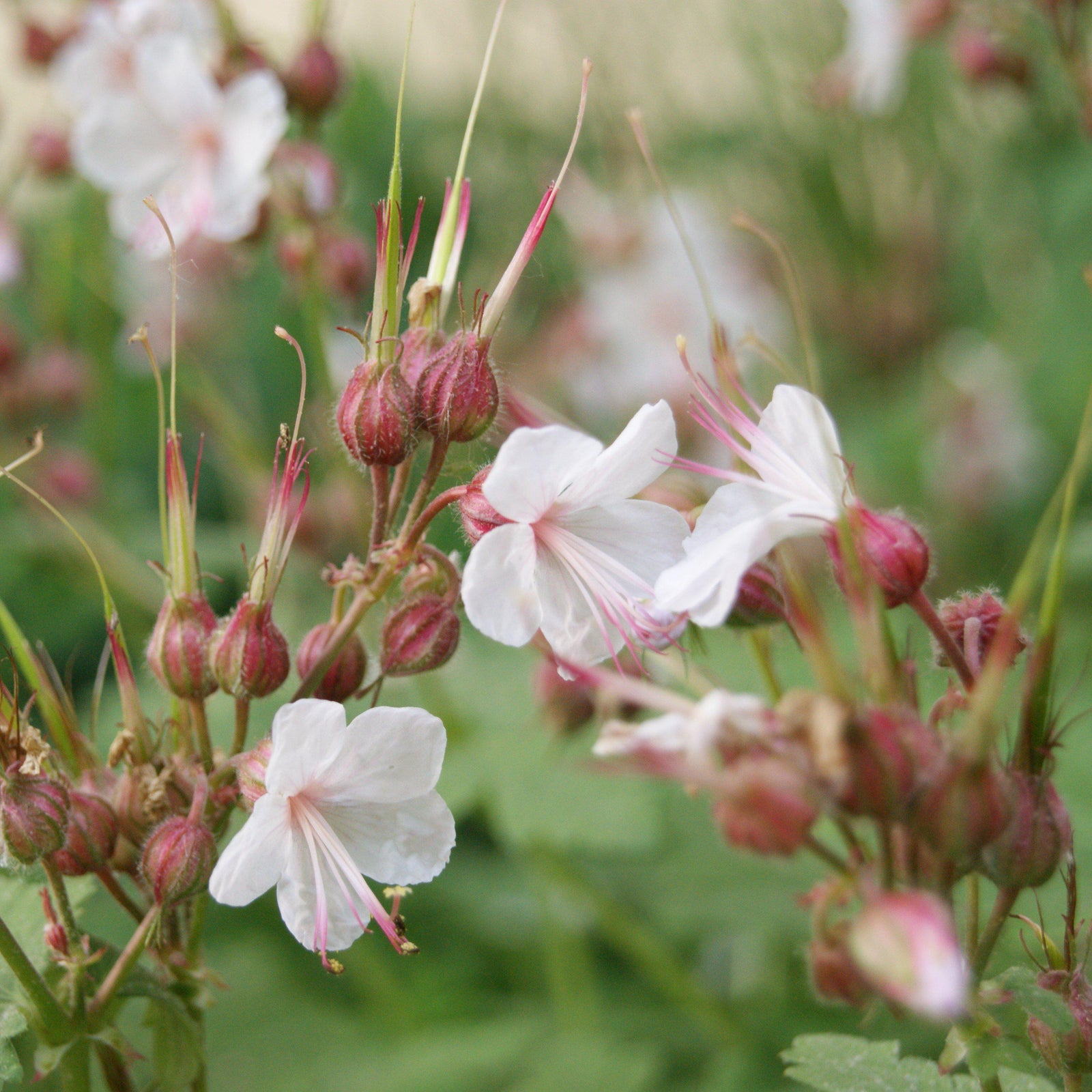 Geranium macrorrhizum 'Spessart' ~ Spessart Bigroot Cranesbill - Delivered By ServeScape