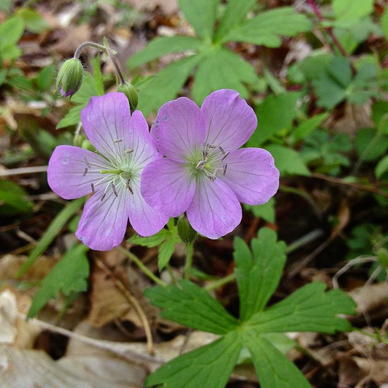 Geranium maculatum ~ Wild Cranesbill-ServeScape