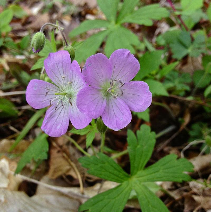 Geranium maculatum ~ Wild Cranesbill-ServeScape