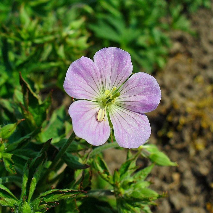 Geranium maculatum ~ Wild Cranesbill-ServeScape