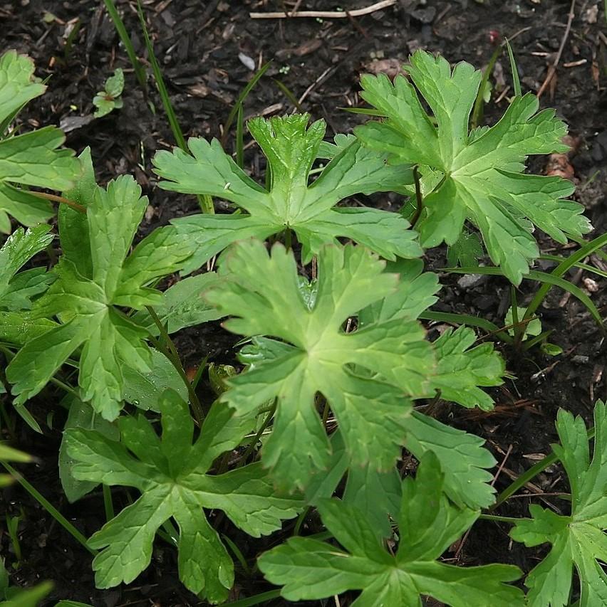 Geranium maculatum ~ Wild Cranesbill-ServeScape