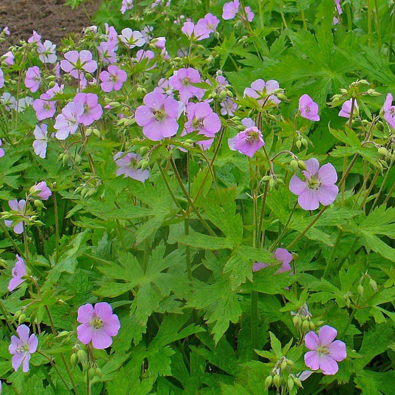 Geranium maculatum ~ Wild Cranesbill - Delivered By ServeScape
