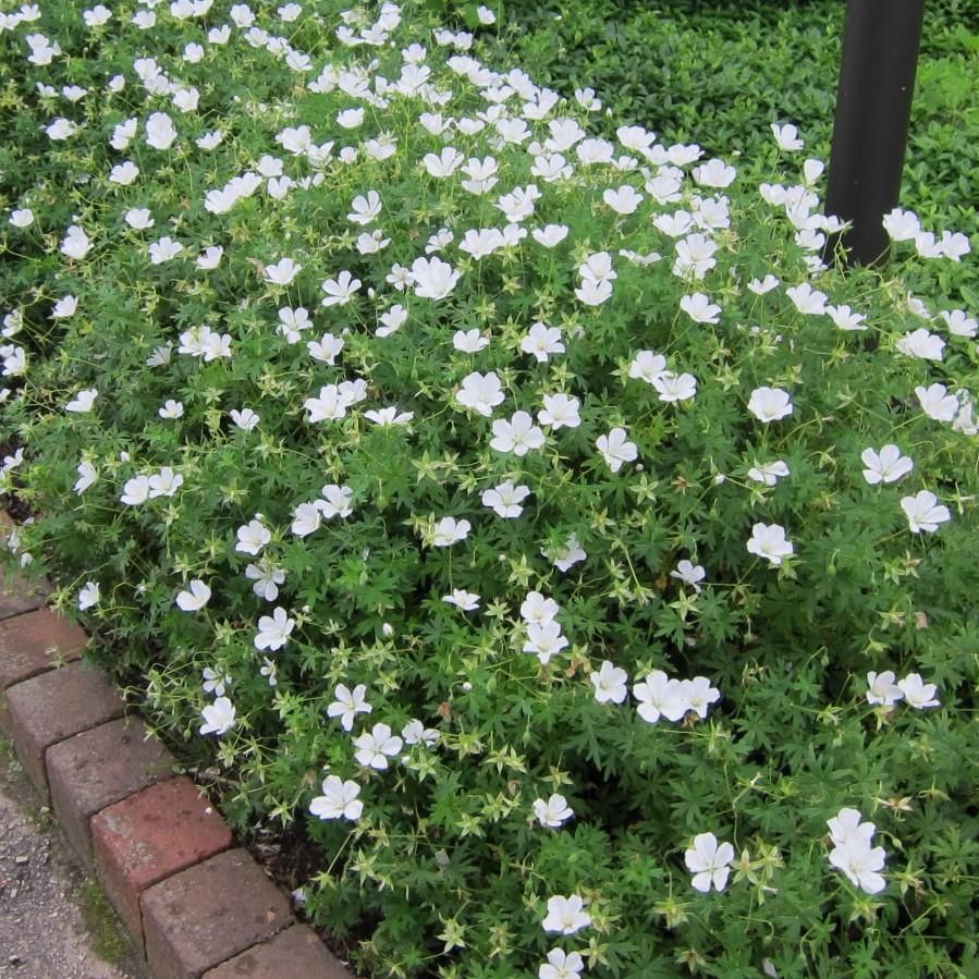 Geranium sanguineum 'Album' ~ White Bloody Cranesbill-ServeScape