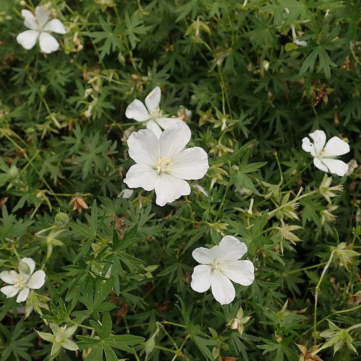 Geranium sanguineum 'Album' ~ White Bloody Cranesbill-ServeScape