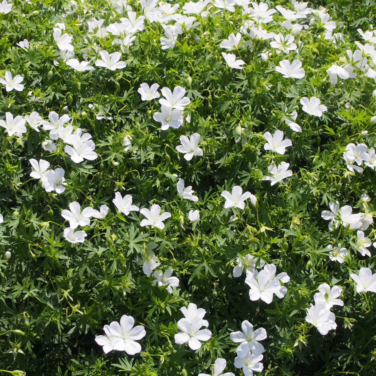 Geranium sanguineum 'Album' ~ White Bloody Cranesbill - Delivered By ServeScape