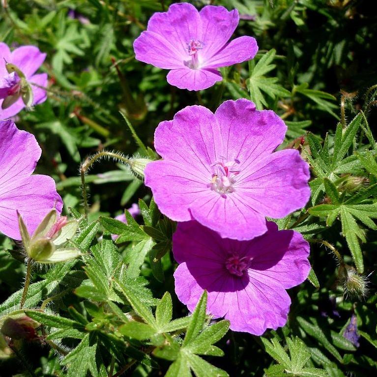 Geranium sanguineum ~ Bloody Cranesbill-ServeScape
