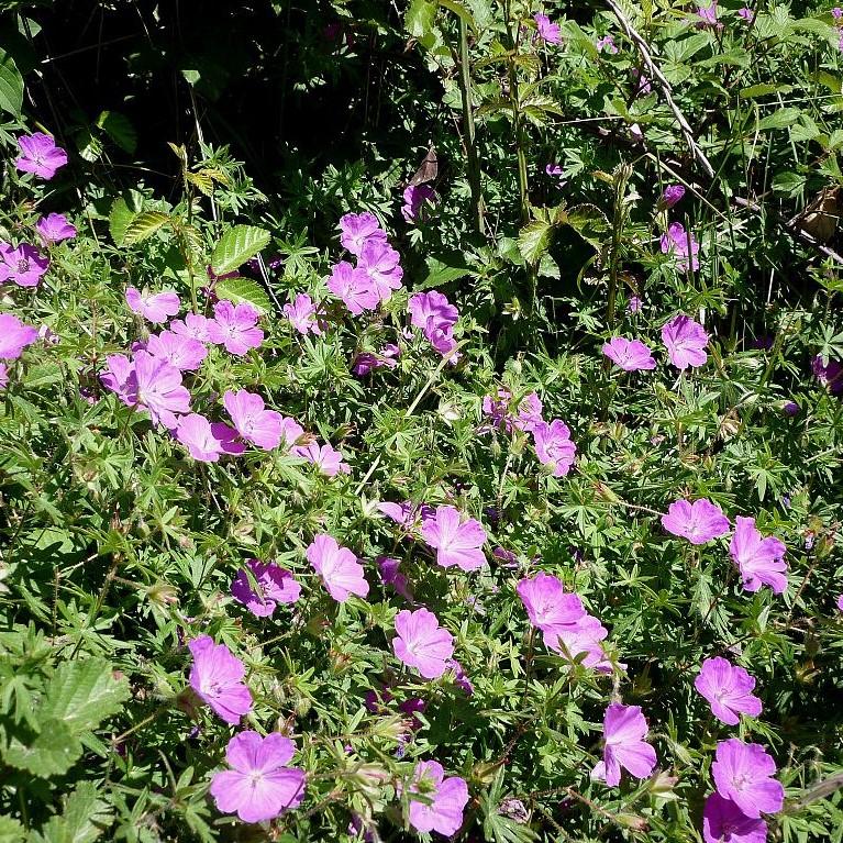 Geranium sanguineum ~ Bloody Cranesbill-ServeScape