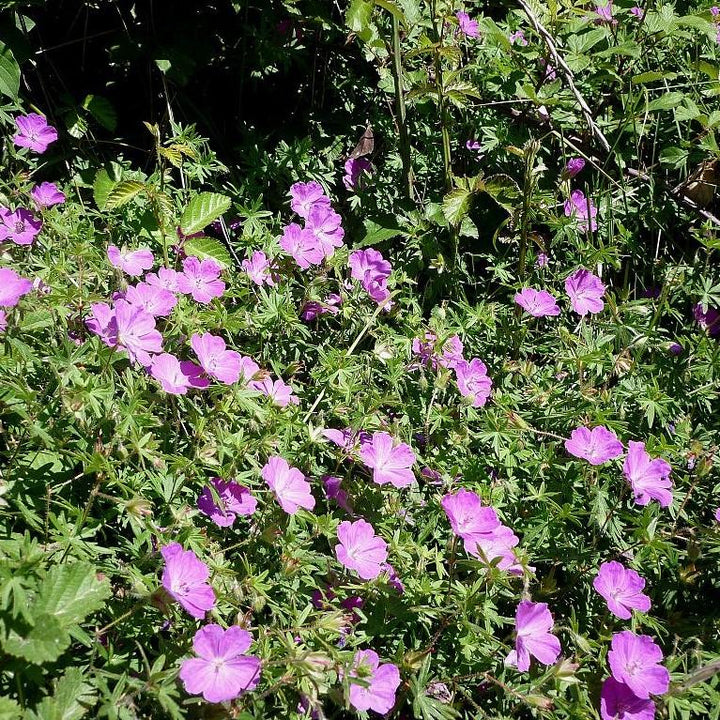 Geranium sanguineum ~ Bloody Cranesbill-ServeScape