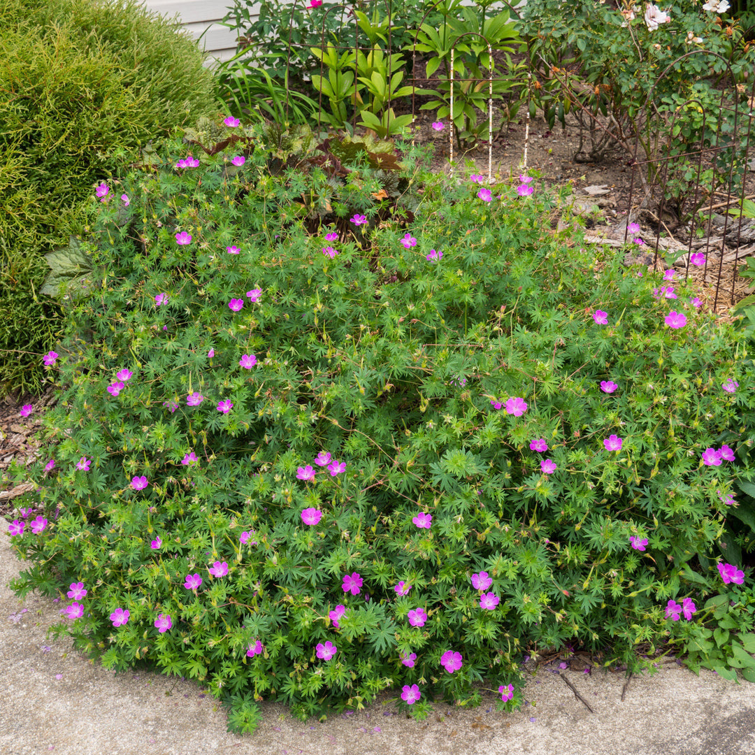 Geranium sanguineum ~ Bloody Cranesbill-ServeScape