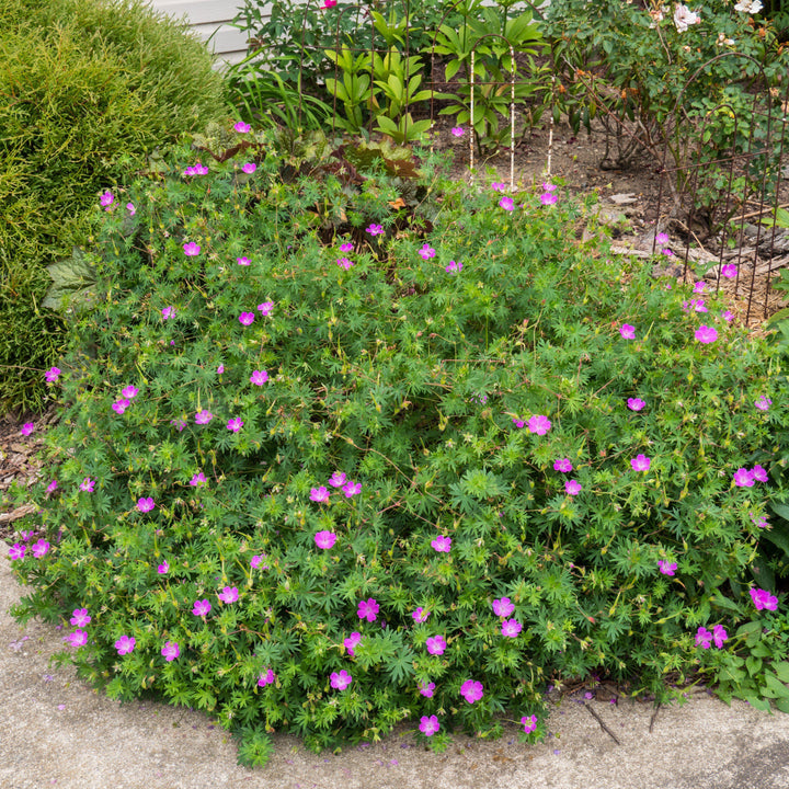 Geranium sanguineum ~ Bloody Cranesbill-ServeScape