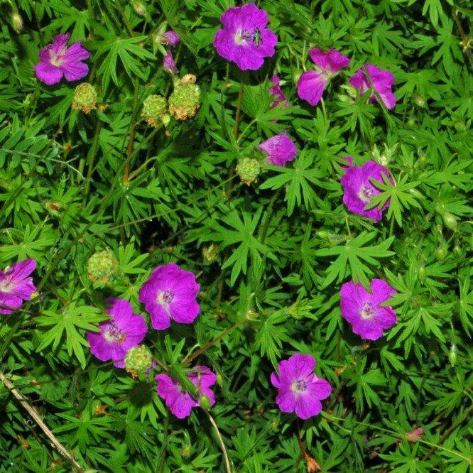 Geranium sanguineum ~ Bloody Cranesbill - Delivered By ServeScape