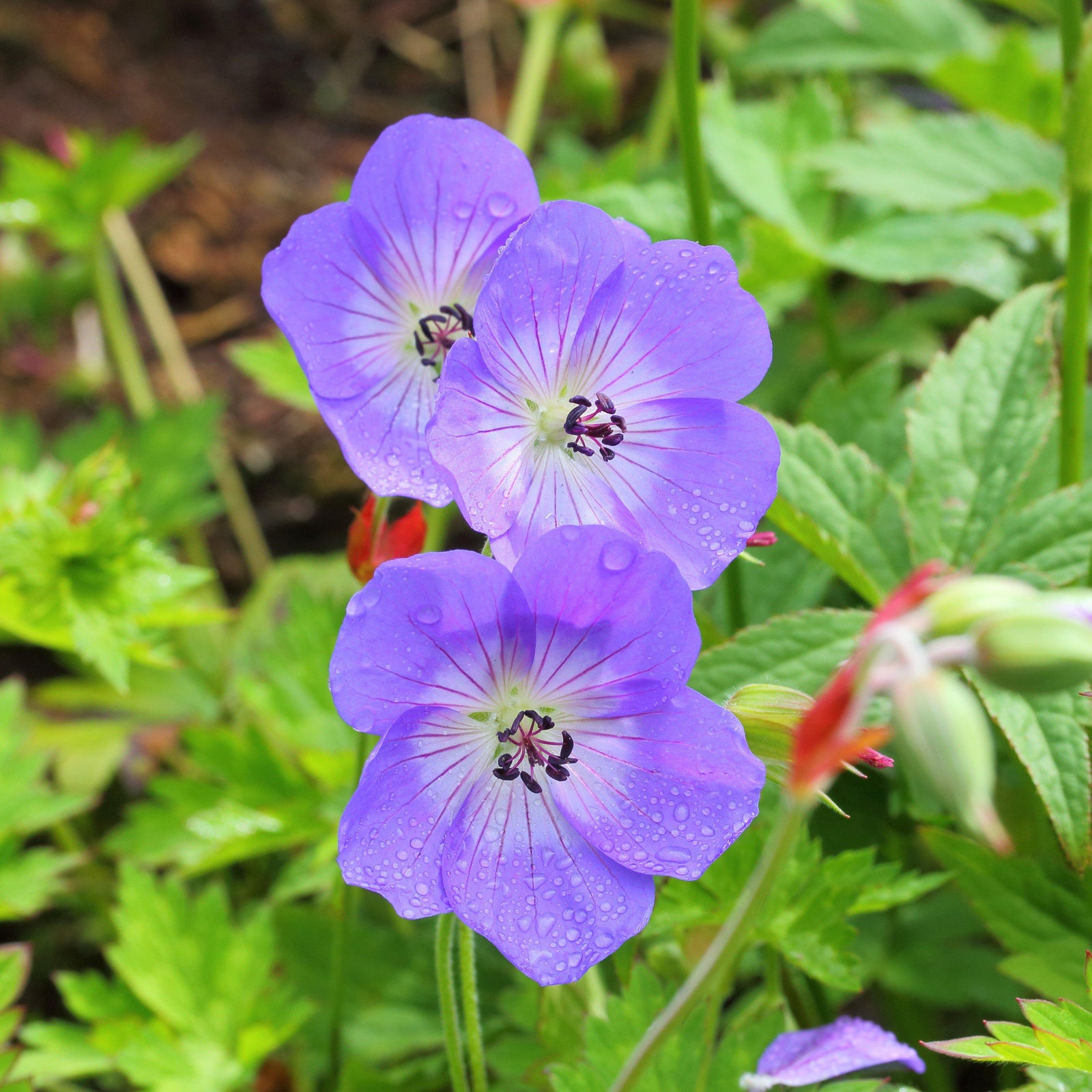 Geranium x 'Rozanne' ~ Rozanne Cranesbill - Delivered By ServeScape