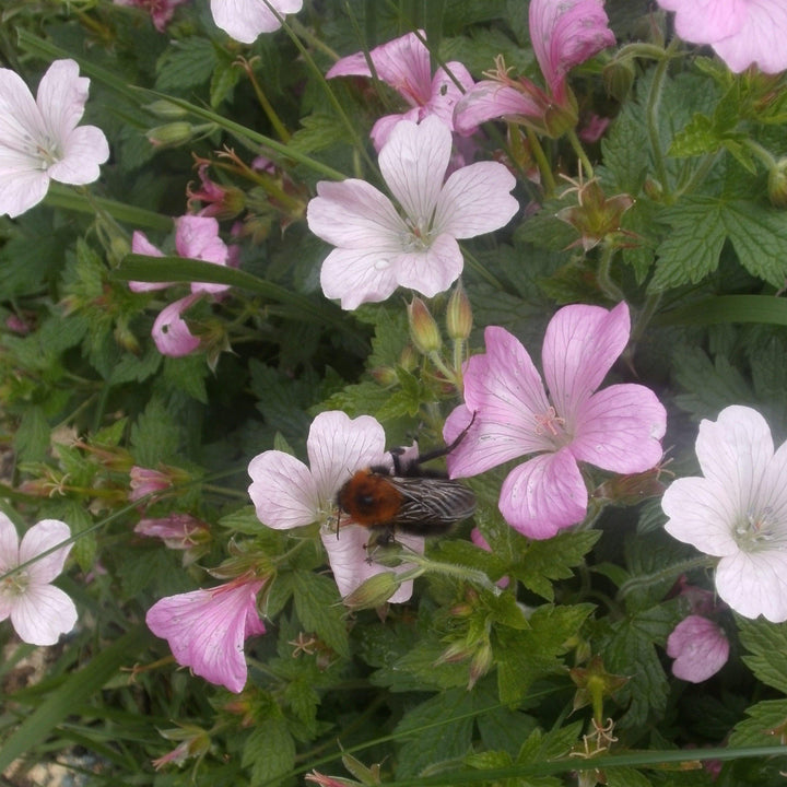 Geranium x oxonianum 'Wargrave Pink' ~ Wargrave Pink Cranesbill-ServeScape