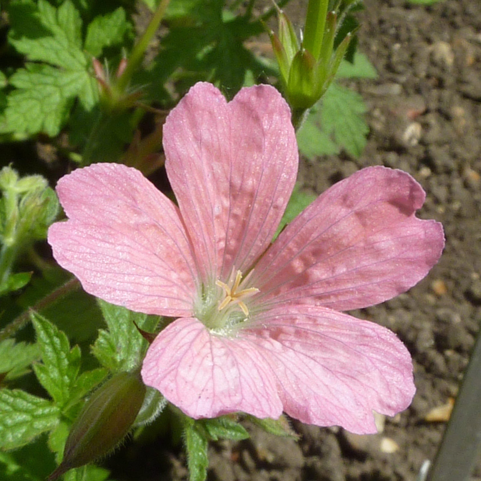 Geranium x oxonianum 'Wargrave Pink' ~ Wargrave Pink Cranesbill - Delivered By ServeScape